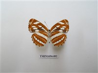 藏品(豆環蛺蝶)的圖片